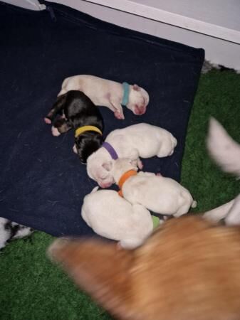2 week old chihuahua x Jack Russell puppies. for sale in Rawtenstall, Lancashire - Image 3