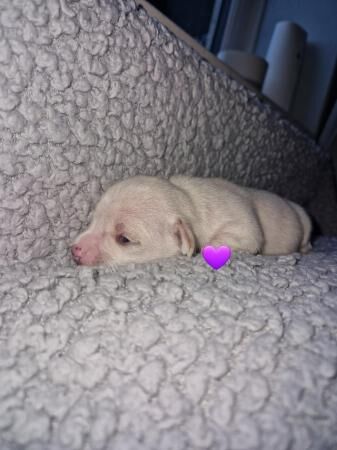 2 week old chihuahua x Jack Russell puppies. for sale in Rawtenstall, Lancashire - Image 5
