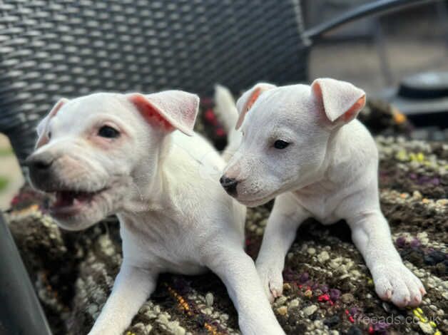 2 white dogs for sale in Middlesbrough, North Yorkshire - Image 5