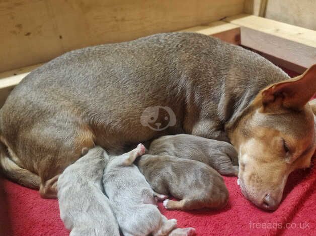 2 x Lilac & Tan and 2 x chocolate & tan JRT for sale in Liverpool, Merseyside