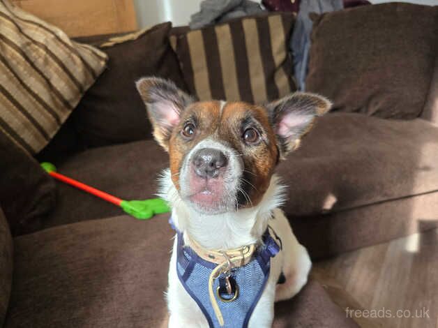 2 Year Male Jack Russell for sale in Coventry, West Midlands