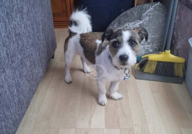 2 yearold male for sale in Anstruther Easter, Fife - Image 4