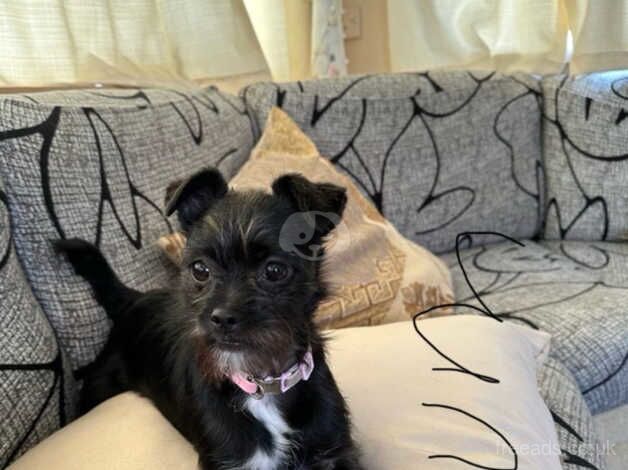 2boys 1girl Jack Russell for sale in Doncaster, South Yorkshire - Image 2