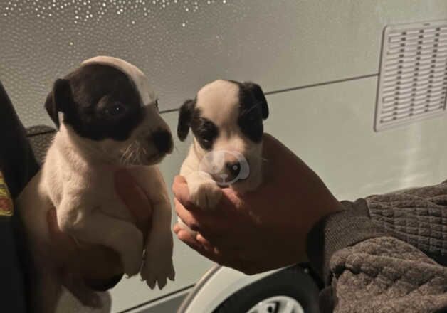 2x parson jack Russell boys for sale in Heywood, Greater Manchester