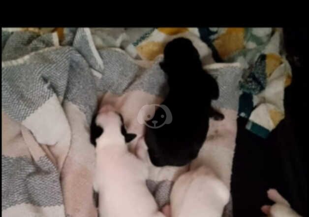 2x parson jack Russell boys for sale in Heywood, Greater Manchester - Image 3