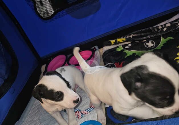 2x parson jack Russell boys for sale in Heywood, Greater Manchester - Image 4