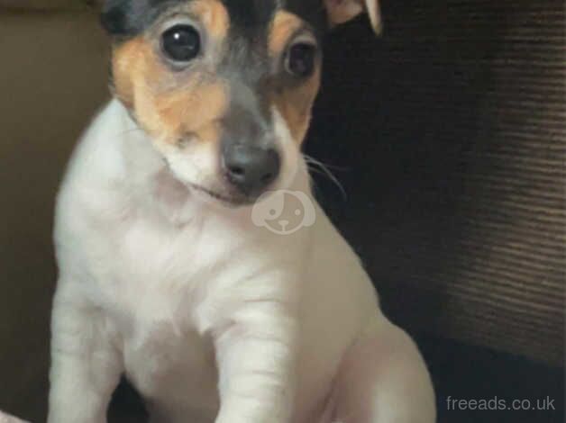 3 Beautiful Jack Russel puppies for sale in Willenhall, West Midlands