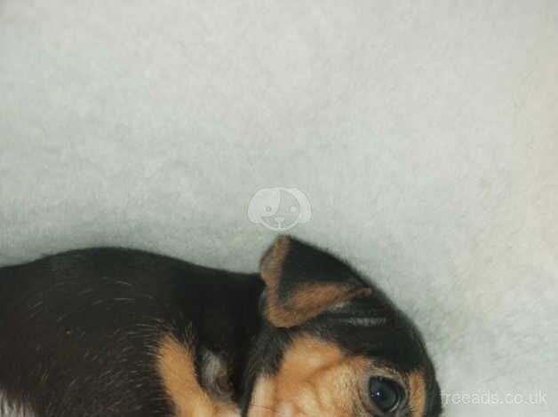 3 Beautiful Jack Russel puppies for sale in Willenhall, West Midlands - Image 4