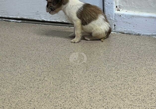 3 beautiful jack russell cross West highland terrier for sale in Ashford, Surrey - Image 5