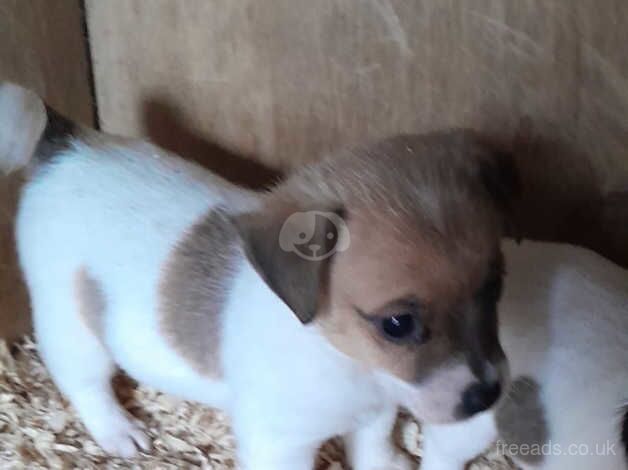 3 beautiful jack russell left 2 boys 1 girl for sale in Cranbrook, Redbridge, Greater London