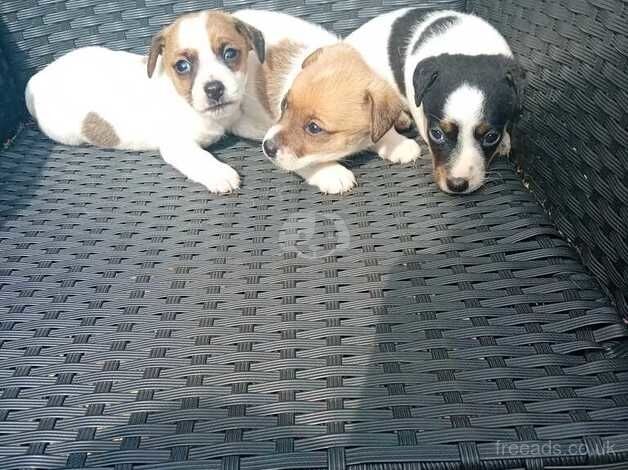 3 beautiful jack russell left 2 boys 1 girl for sale in Cranbrook, Redbridge, Greater London - Image 2