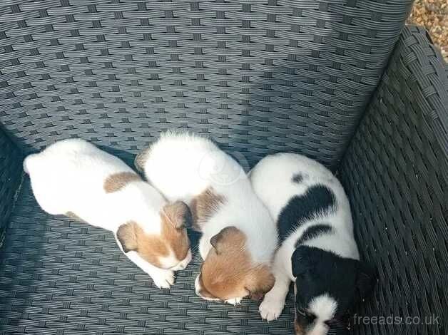 3 beautiful jack russell left 2 boys 1 girl for sale in Cranbrook, Redbridge, Greater London - Image 3