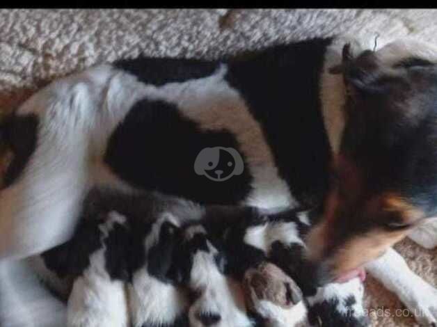 3 beautiful jack russell left 2 boys 1 girl for sale in Cranbrook, Redbridge, Greater London - Image 4