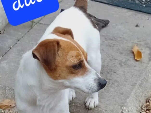 3 beautiful jack russell left 2 boys 1 girl for sale in Cranbrook, Redbridge, Greater London - Image 5