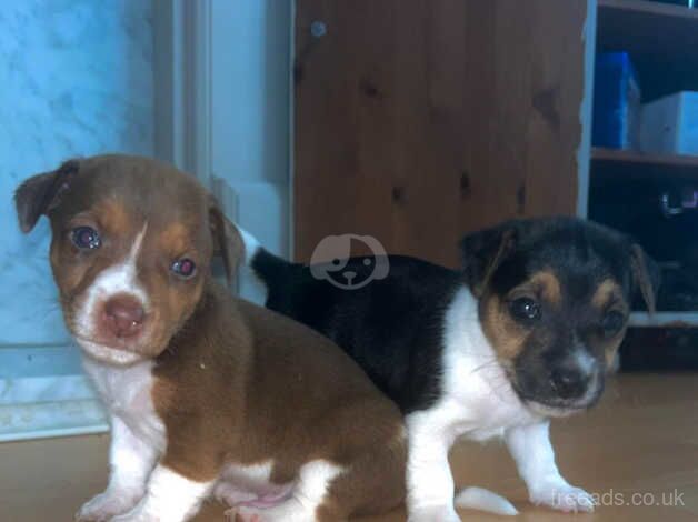 3 beautiful Jack russell puppies (boys) for sale in Blackpool, Lancashire