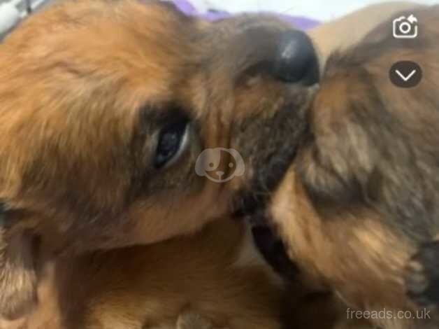 3 beautiful jackawawa puppies for sale in Fraserburgh, Aberdeenshire