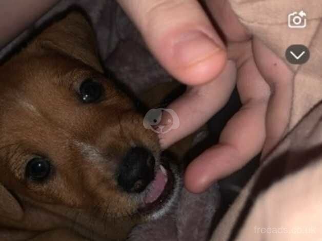 Jack Russell Puppies for sale in Aberdeenshire