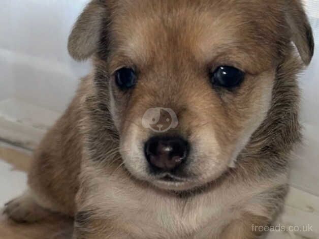 3 beautiful rare jack Russell x Pomeranian puppies for sale in Frome, Somerset - Image 1