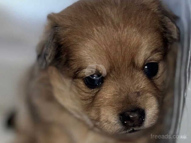 3 beautiful rare jack Russell x Pomeranian puppies for sale in Frome, Somerset - Image 2