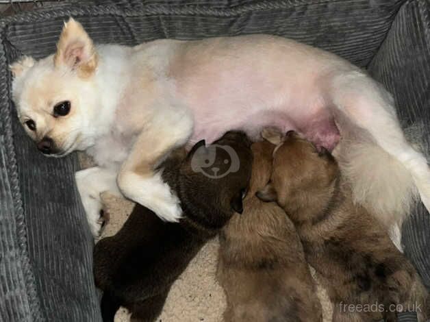 3 beautiful rare jack Russell x Pomeranian puppies for sale in Frome, Somerset - Image 5