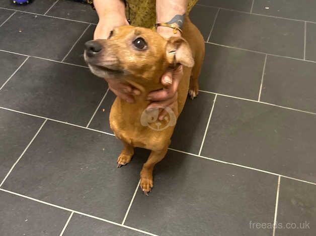 3 boy jack russells puppies for sale in Milford Haven/Aberdaughleddau, Pembrokeshire - Image 2