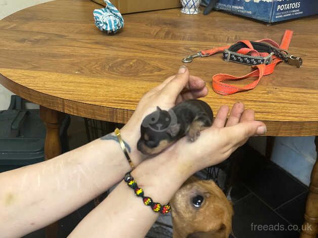 3 boy jack russells puppies for sale in Milford Haven/Aberdaughleddau, Pembrokeshire - Image 3