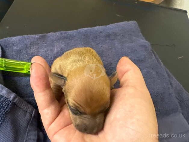 3 boy jack russells puppies for sale in Milford Haven/Aberdaughleddau, Pembrokeshire - Image 4