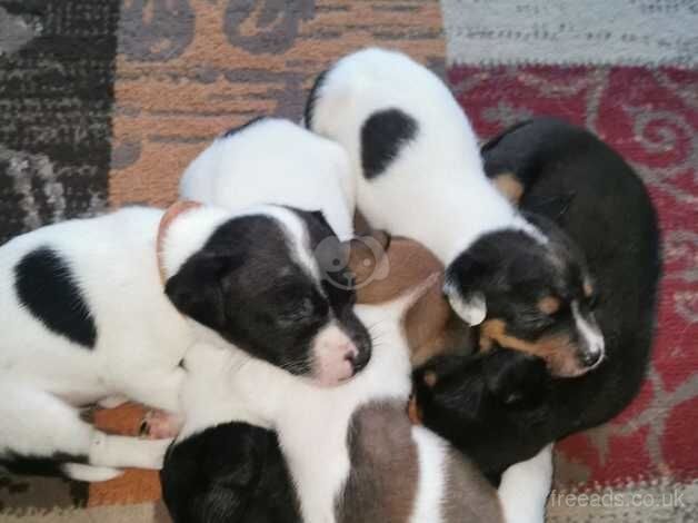 3 Jack Russell puppies for sale in Newton Abbot, Devon