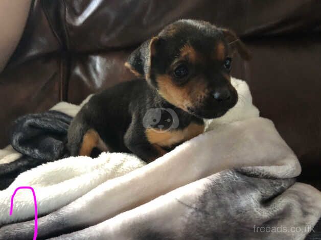 3 Jack Russell puppy's for sale in Salisbury, Wiltshire - Image 1