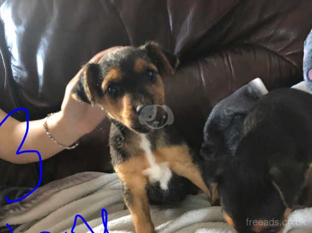 3 Jack Russell puppy's for sale in Salisbury, Wiltshire - Image 2