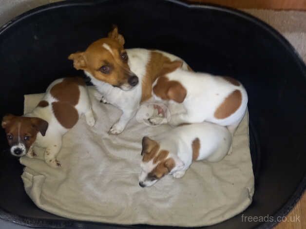 3 Jack Russell pup's for sale in Liverpool, Merseyside