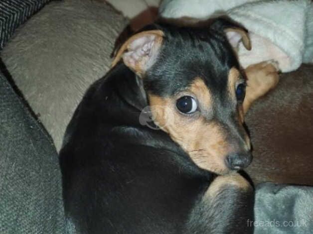 3 jack russles puppies for sale in Willenhall, West Midlands