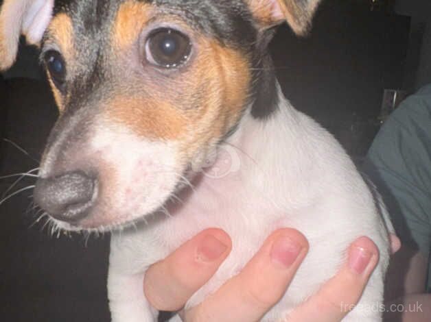 3 jack russles puppies for sale in Willenhall, West Midlands - Image 4