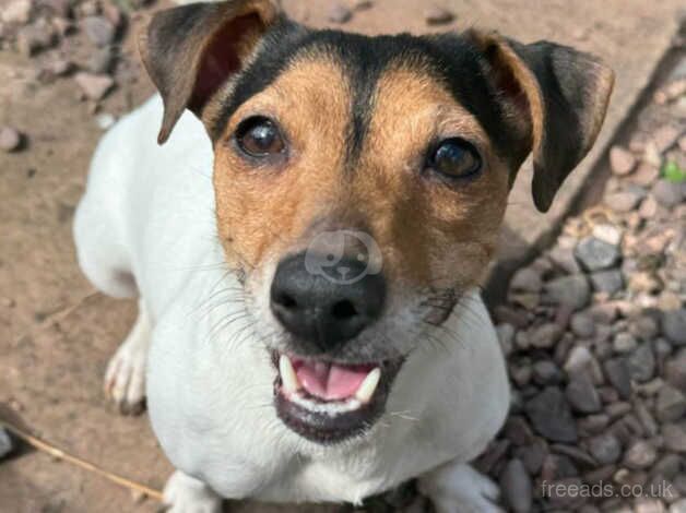 3 jack russles puppies for sale in Willenhall, West Midlands - Image 5