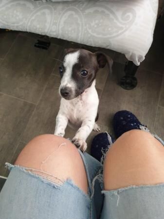 3 month old female jack russle available for sale in Wednesbury, West Midlands - Image 1