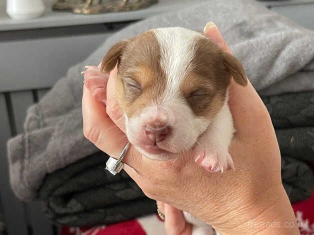 3 pups remaining for sale in Lymington, Hampshire - Image 2