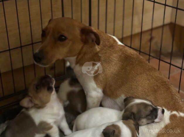 3 stunning female jack russell pups for sale in Bodorgan, Ynys Mn