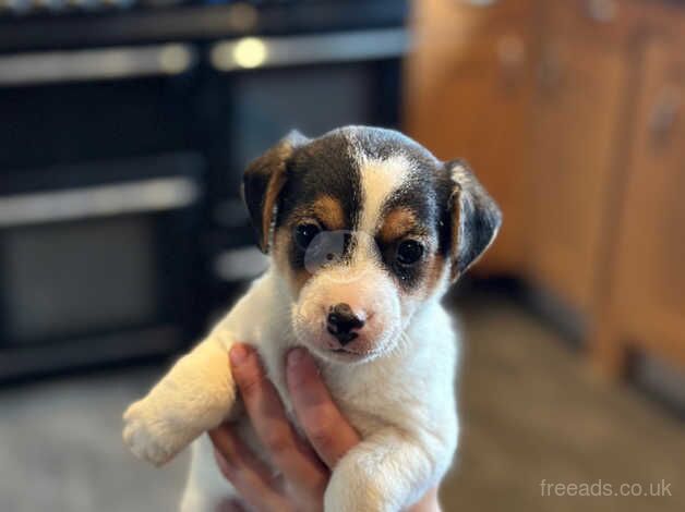 3 stunning female jack russell pups for sale in Bodorgan, Ynys Mn - Image 2