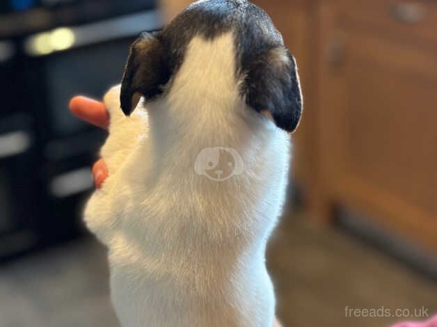 3 stunning female jack russell pups for sale in Bodorgan, Ynys Mn - Image 3