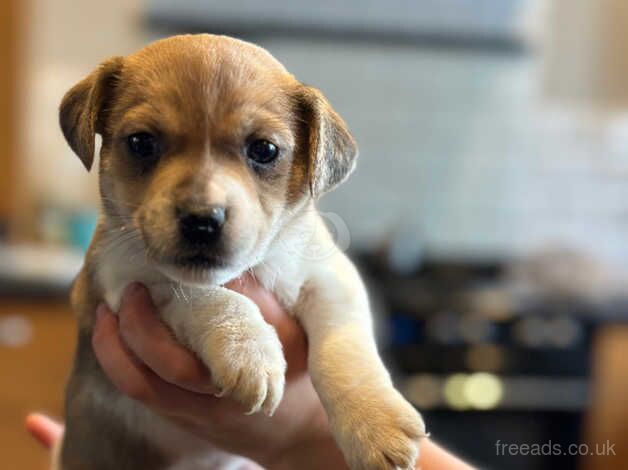 3 stunning female jack russell pups for sale in Bodorgan, Ynys Mn - Image 4