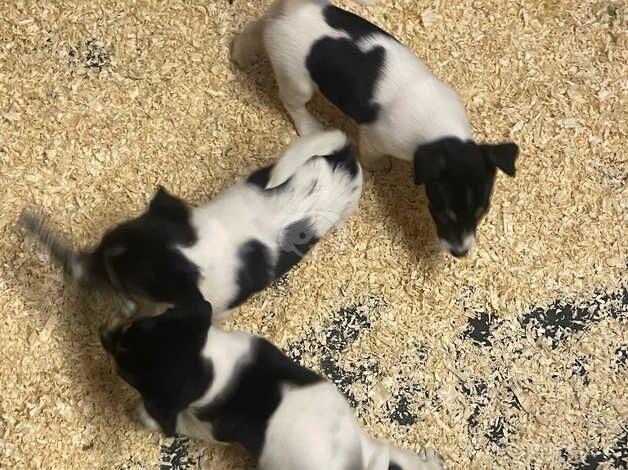 3 tri coloured jack Russell's looking for a home. for sale in Carmarthen/Caerfyrddin, Carmarthenshire