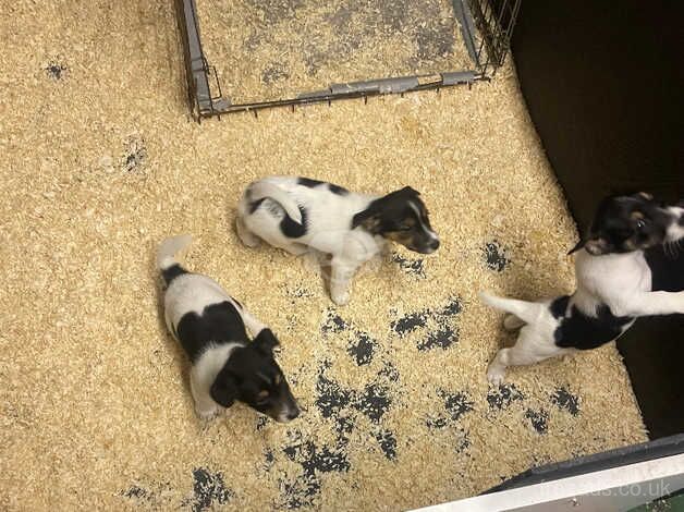 3 tri coloured jack Russell's looking for a home. for sale in Carmarthen/Caerfyrddin, Carmarthenshire - Image 2