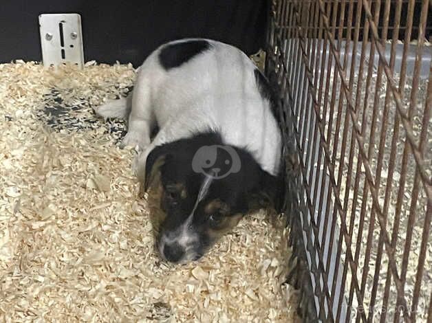 3 tri coloured jack Russell's looking for a home. for sale in Carmarthen/Caerfyrddin, Carmarthenshire - Image 4