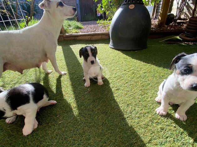 4 beautiful Jack Russell puppies for sale in Wellington, Somerset