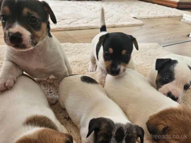 4 beautiful jack Russell puppies for sale in Leighton Buzzard, Bedfordshire