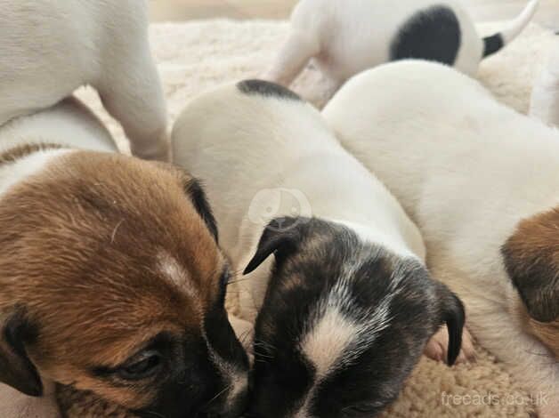 4 beautiful jack Russell puppies for sale in Leighton Buzzard, Bedfordshire - Image 2