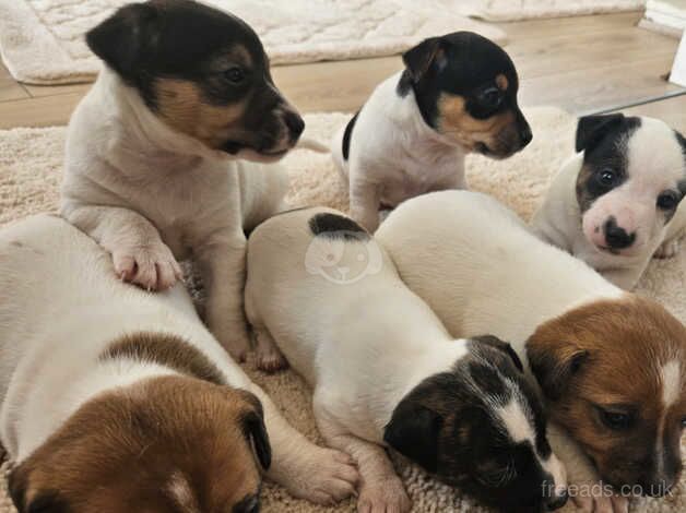 4 beautiful jack Russell puppies for sale in Leighton Buzzard, Bedfordshire - Image 3