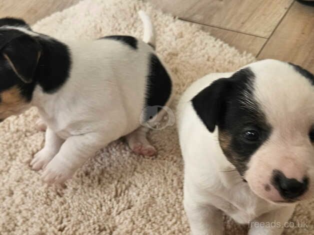 4 beautiful jack Russell puppies for sale in Leighton Buzzard, Bedfordshire - Image 4