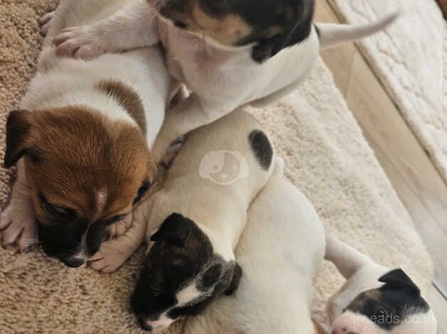 4 beautiful jack Russell puppies for sale in Leighton Buzzard, Bedfordshire - Image 5