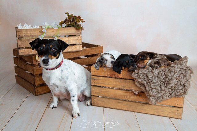 4 beautiful jackschund Dacshund cross Jack Russell puppies for sale in Walsall, West Midlands